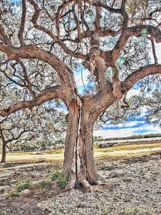 Watch out for oak wilt disease, says Shade Tree Commission