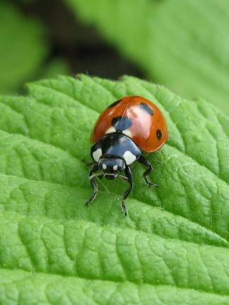 Celebrate the beginning of summer Photo by Gilles Gonthier Family Central will host its third annual “Ladybug Picnic,” a family-friendly event, on Friday, June 14, at the Pine Island Town Park, 18 Kay Road off County Route 1 in Pine Island.
