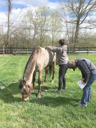 A veterinarian and her assistant exam and record Cailan's condition on May 4. Blood work will tell more, as will additional X-rays to be taken after Cailan has put on a little weight. The horse's muscles appear to have atrophied after having not walked or moved due to falling into starvation mode.