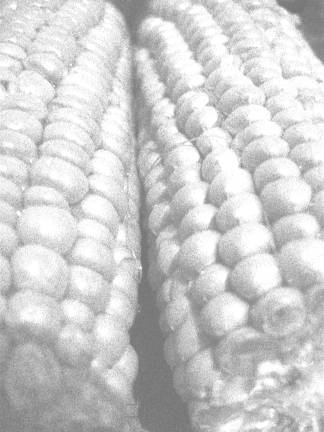 Local sweet corn marks the arrival of the summer's best produce Local sweet corn marks the arrival of the summer's best produce