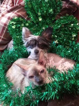 Celebrating St. Patrick's Day Kimberly Moumblow of Highland Lakes, N.J. "Bald and Irish is beautiful together. Sushi and Piper resting after their St. Patty's search for leprechauns."