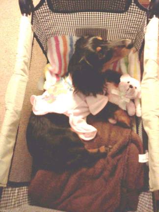 Pampered pets Submitted by Kaylei McMickle of Montague, N.J. "Dexter with his teddy bear, getting ready for bed."