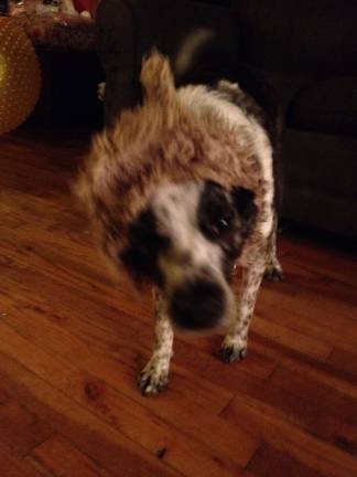Pampered pets Submitted by Stephen Buckley of Chester, N.Y. "The Hobbit Dog. Moby wearing his favorite squeaky toy."