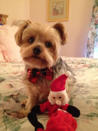 Pampered pets Submitted by Ann L. Lake of West Milford, N.J. "Max is ready to play with his Santa toy."