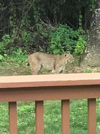 Bobcat spotted in Village of Warwick Photo courtesy of Sarah Armand Video taken by a Warwick resident of a bobcat in her backyard went viral this week.
