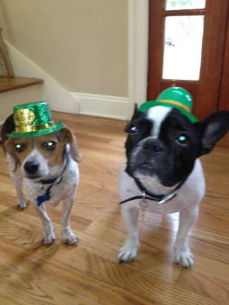 Celebrating St. Patrick's Day Nicole Rizzolo of Andover, N.J. "Do we smell leprechauns? Augie and LuLu O'Neill."