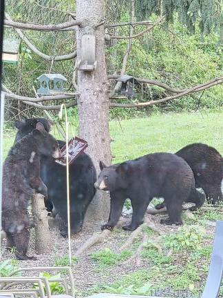 The bare bones about bear encounters Four bear cubs raid a bird feeder in Andover, NJ.