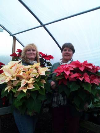 General’s Garden Center & Plant Market hosts holiday open house on Dec. 5 Kerry Demetroules and Deborah Sweeton of the General's Garden Center & Plant Market display two of the contenders for the annual poinsettia judging that takes place at the Open House.