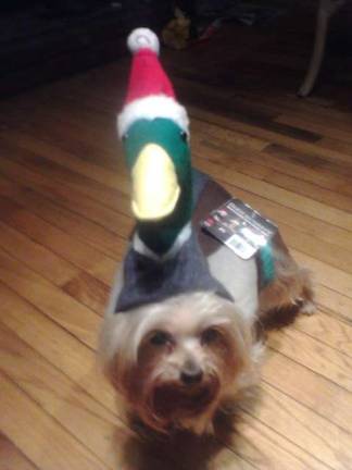 Pampered pets Submitted by Francine Martine of Milford, Pa. "Mia enjoys wearing her Duck Dynasty costume while she waits to watch a new episode of Duck Dynasty with her owner."