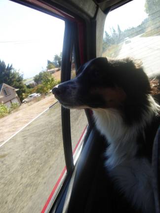 Dangers of dogs riding in pickup truck beds Dangers of dogs riding in pickup truck beds