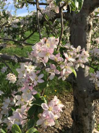 Pennings Farm opens doors for gardening event Photo provided The apple trees are blooming at Pennings Farm in Warwick.