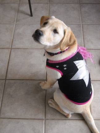 Pampered pets Submitted by Cheryl Hussey of Milford, Pa. "Marley putting on her party dress."