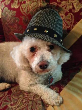 Pampered pets Submitted by Donna Wait of Milford, Pa. "Mayor Max. The businessman of Milford."