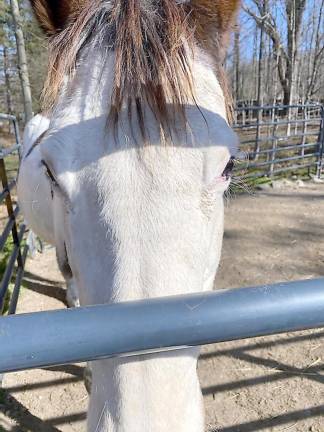 Princess (Photo by Laurie Gordon)