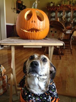 Carving it up Submitted by Chelsea Brandt of Pine Island, N.Y. "Puppy loves pumpkins!"