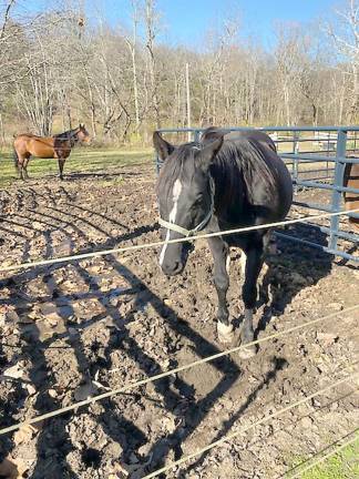 Black Beauty (Photo by Laurie Gordon)