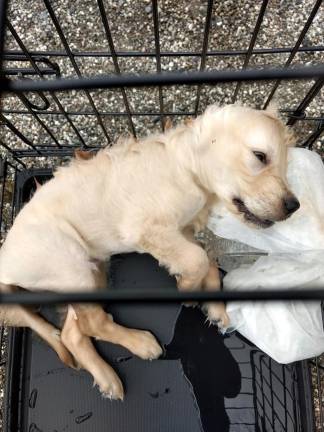 Police investigate drowning of 10-week-old puppy A 10-week-old puppy was found submerged in a metal carrying crate in a Bonter Road pond Tuesday. Photo from the Greenwood lake animal Hospital Facebook page