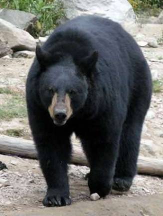 DEC: Record bear harvest and steady deer take in 2011 The New York State DEC reports that 1,250 bears were killed during the 2011 hunting season.