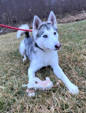Pet of the Week: Meet Kavik Kavik.