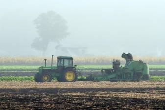 Cool fall nights bring morning fog over the Black Dirt farming region during the onion harvest recently seen here from County Route 1 in Pine Island. Photo by Robert G. Breese.