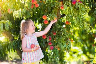 Dreaming of summer peaches? Some gardening tips for growing a peach tree