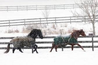 Horses play at Amity Farm in Warwick during Sunday morning’s snowfall on Feb. 7. Photo by Robert G. Breese.