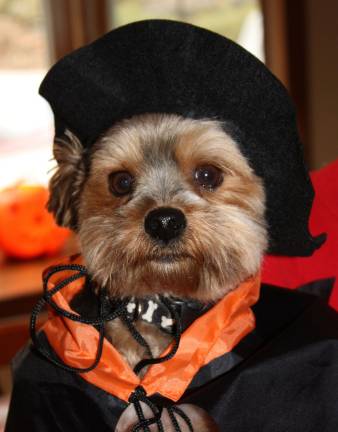 Pampered pets Submitted by Jayne Blum of Sparta, N.J. Buddy is dressed for Halloween.
