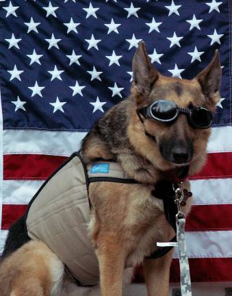 Animal hospital proceeds to benefit military working dogs Animal hospital proceeds to benefit military working dogs