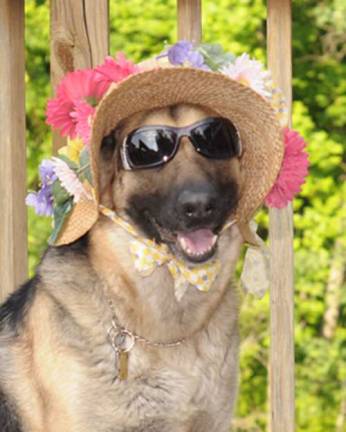 Pampered pets Submitted by Donna Hobson of Vernon, N.J. "Sadie in her Sunday best. Spring is just around the corner, and Sadie is ready."