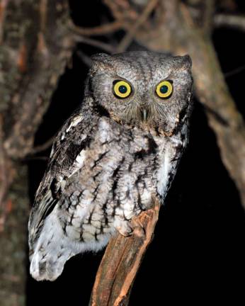 Take a (night) hike at the Hudson Highlands Nature Museum on Sept. 29 Photo by Jim Ridley Join museum educators to discover how certain nocturnal creatures survive in the dark and play tons of games meant to challenge your inner “night owl.”