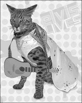 Elvis to shake up the cat walk at the 2006 Westchester Cat Show Elvis to shake up the cat walk at the 2006 Westchester Cat Show