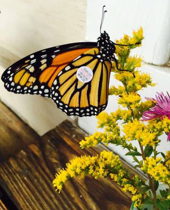 Flutter in to the Hudson Highlands Nature Museum for Butterfly Weekend Aug. 25-26 Photo by Jenny Brinker The Hudson Highlands Nature Museum in Cornwall is hosting its popular Butterfly Weekend on Saturday and Sunday, Aug. 25 and 26, from 11 a.m. to 3 p.m.