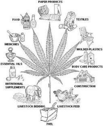 Hemp history week celebrated Hemp history week celebrated
