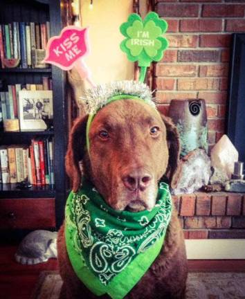 Celebrating St. Patrick's Day Leah Conti "Meg O'Dog is ready to celebrate St. Patrick's Day."