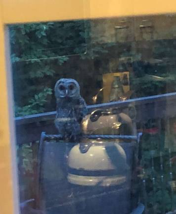 Now that’s a hoot One of the owls likes to watch the Corcoran family through the sliding door off their back deck.