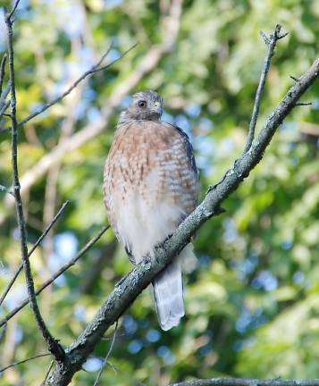 This photo submitted by reader Thomas Sudul of Warwick shows what he believes to be a Coopers Hawk.