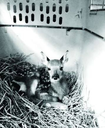 White-tailed deer fawn.