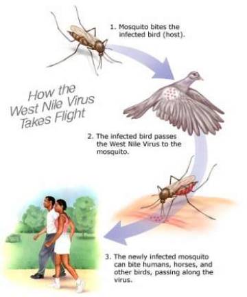 West Nile mosquitoes found in Goshen and Greenwood Lake West Nile mosquitoes found in Goshen and Greenwood Lake