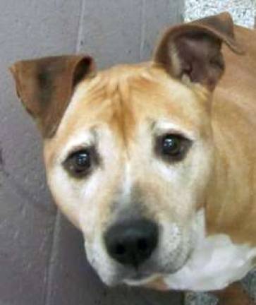 Old dogs and cats available for new tricks Roxy is one of six senior dogs available for adoption from the Warwick Valley Humane Society. Roxy is 14 years old.