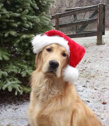 Only 2 days left to vote! Submitted by Robin Greed of Newton, N.J. "Our lovebug, 9 month old Olliver getting into the Christmas spirit."