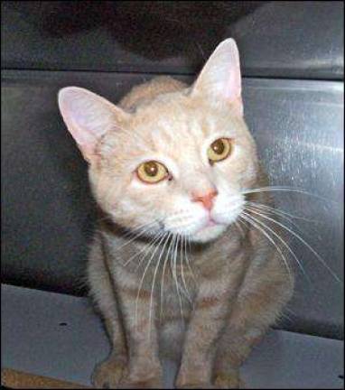 Warwick Valley Humane Society will sponsor spay/neuter clinic for cats Warwick Valley Humane Society will sponsor spay/neuter clinic for cats