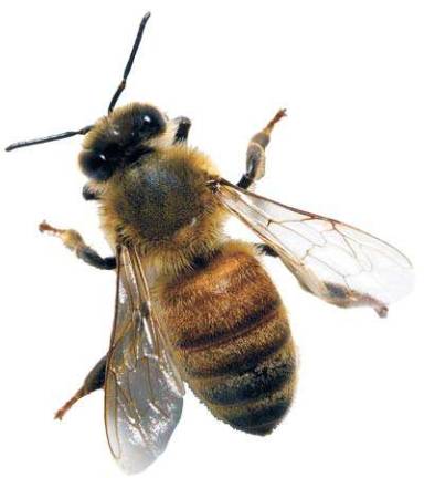 Library hosts program on beekeeping Honey bee, overhead view