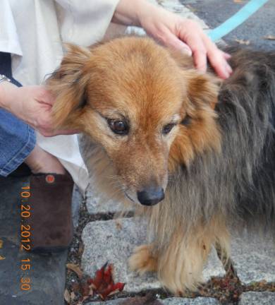 Blessed are the animals Here's another pet who participated in last yea's Blessing of the Animal service at the Sugar Loaf United Methodist Church.