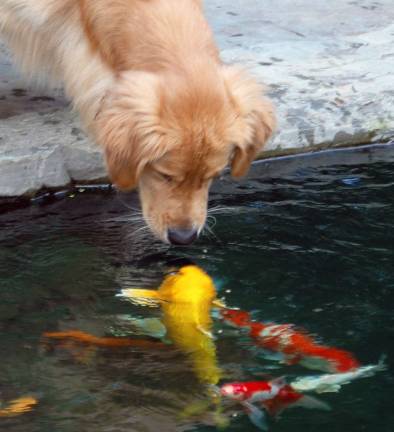 Annual aquatic pond tour takes place May 19 Annual aquatic pond tour takes place May 19