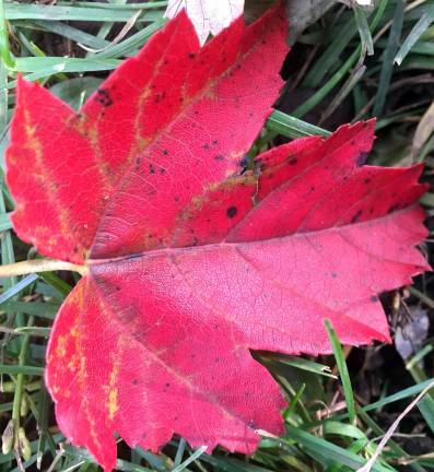 Leaf pickup starts Nov. 1 Leaf pickup starts Nov. 1