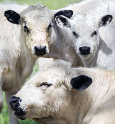 There's a new herd in town There's a new herd in town