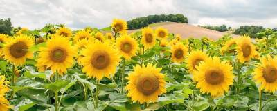 Grow. Are your sunflowers the best? Here’s a way to find out