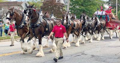 A major attraction at the parade celebrating the 150th anniversary of the Warwick Valley Fire Department was the appearance of the Budweiser Clydesdales. The huge draft horse stand about six feet and weigh an average of 2,000 pounds.