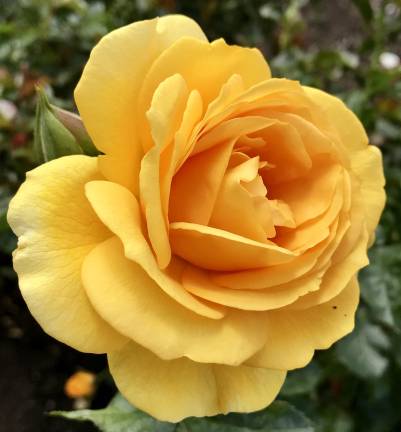 Register for summer programs at Greenwood Lake Public Library GREENWOOD LAKE. Programs includes concerts, chair yoga and stained glass workshop. Horticulturist Jane Barba will discuss most everything roses at the Greenwood Lake Public Library on Thursday, July 25.