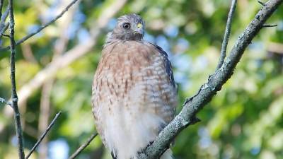 This photo submitted by reader Thomas Sudul of Warwick shows what he believes to be a Coopers Hawk.